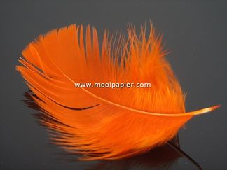 Doos veertjes oranje