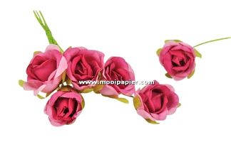 60 Roosjes Fuchsia